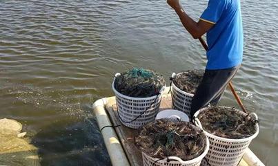 凈化水質(zhì)、改底除臭?別被漁藥商品名迷花了眼!陳昌福:優(yōu)質(zhì)的水產(chǎn)養(yǎng)殖用消毒劑應(yīng)該是瞬間消毒劑!