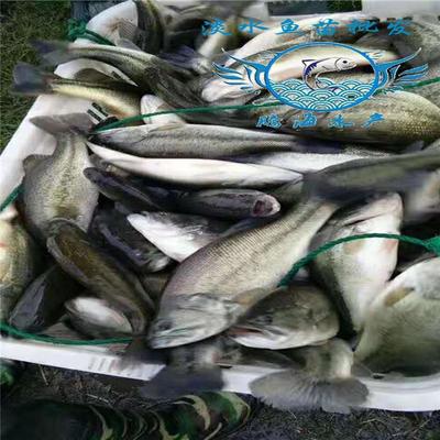 淡水養(yǎng)殖優(yōu)鱸1號(hào)魚(yú)苗 淡水養(yǎng)殖加州鱸魚(yú)苗