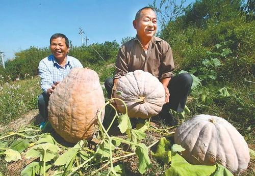 博望區(qū)橫望杯2021年中國(guó)農(nóng)民豐收節(jié)歡迎您