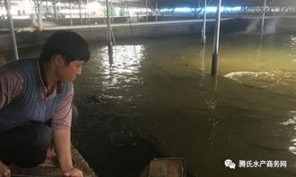 福建用這種產(chǎn)業(yè)鏈模式養(yǎng)殖鰻魚,將水產(chǎn)品下腳料變廢為寶,會(huì)碰撞什么火花