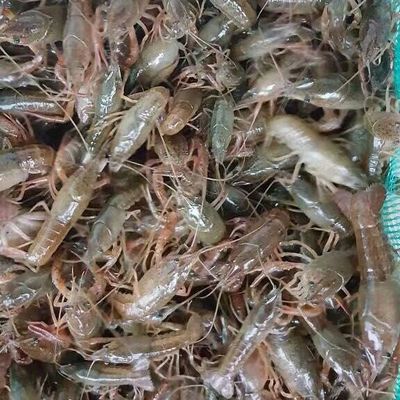 鑫瑞水產(chǎn)養(yǎng)殖