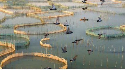 水產(chǎn)養(yǎng)殖過程中圍網(wǎng)養(yǎng)魚網(wǎng)衣附著物有什么害處,如何防除?