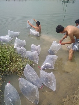 吉林四平泥鰍苗價格_永城市豫永水產(chǎn)品養(yǎng)殖專業(yè)合作社 - 商國互聯(lián)網(wǎng)