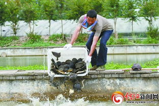 潢川甲魚 引擎農(nóng)民脫貧