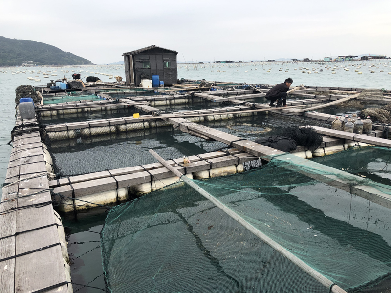 野生新鮮海魚包公魚海鮮水產(chǎn)鮮活海捕石斑魚當(dāng)天現(xiàn)撈活魚1條1~2斤