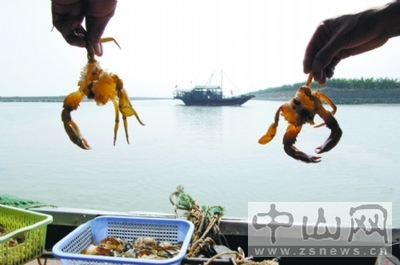 廣東中山成全國最大供港澳塘魚基地,7成魚外銷