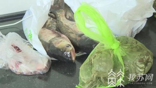 江蘇省 雙節(jié)臨近 水產(chǎn)品源頭檢測保障舌尖上安全