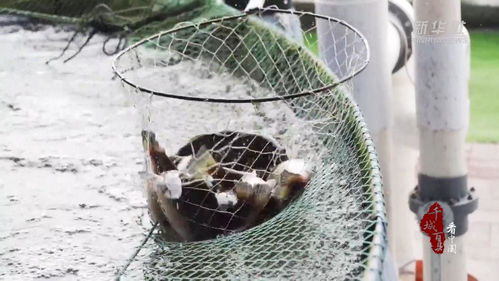 千城百縣看中國 河北古冶 魚兒安新家